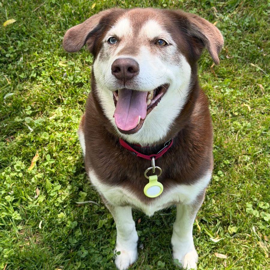 Enlarge Ryu, an adopted mixed breed in Rensselaer, NY image 1/5