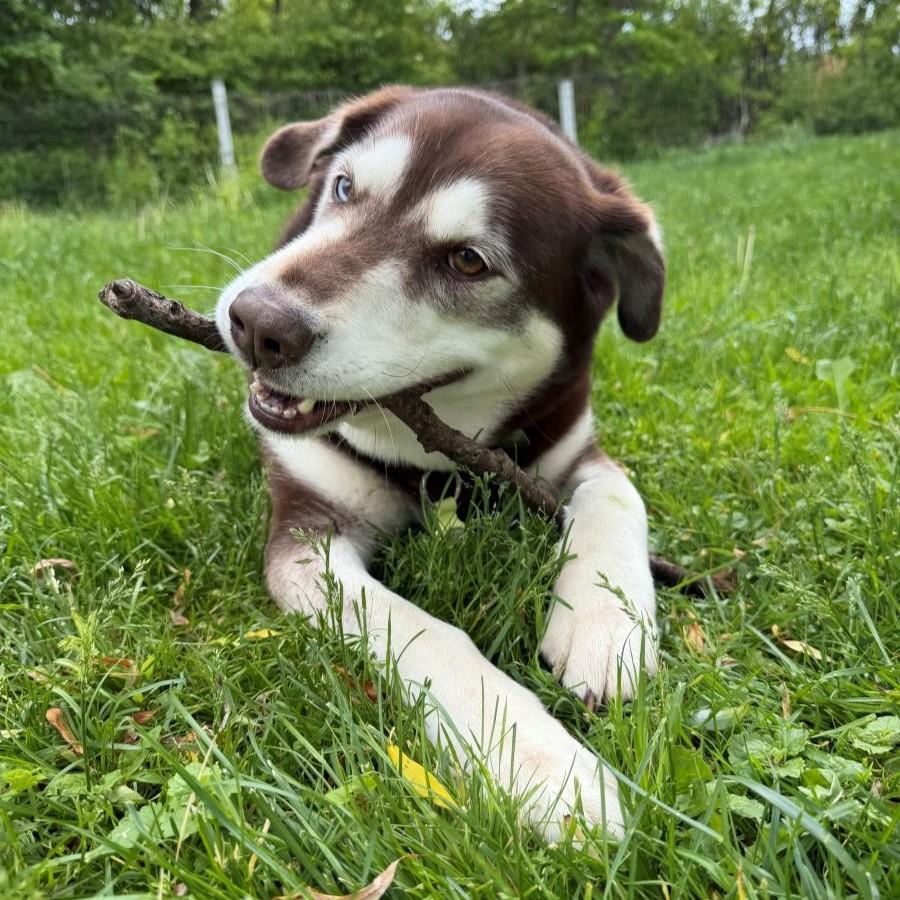 Enlarge Ryu, an adopted mixed breed in Rensselaer, NY image 2/5