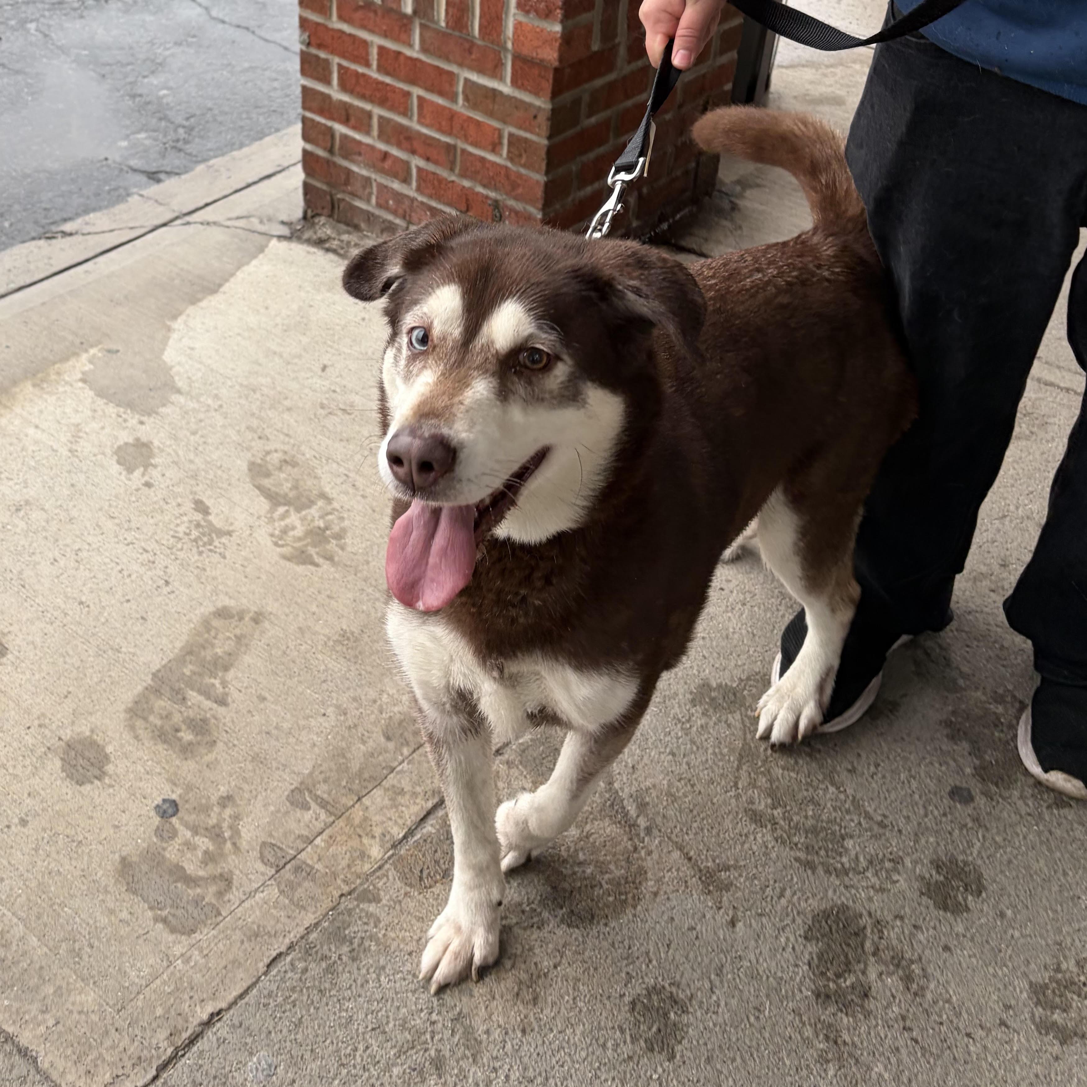 Ryu, ADOPTABLE, Adult Male Husky.
