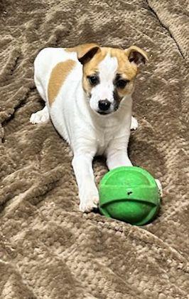 MAPLE (ohiosdrescue@gmail.com), ADOPTABLE, Puppy Female Rat Terrier.