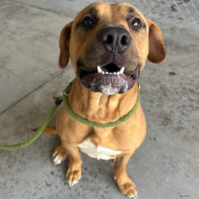 Enlarge KEANU, a Adoptable mixed breed in Lincolnton, NC image 1/1