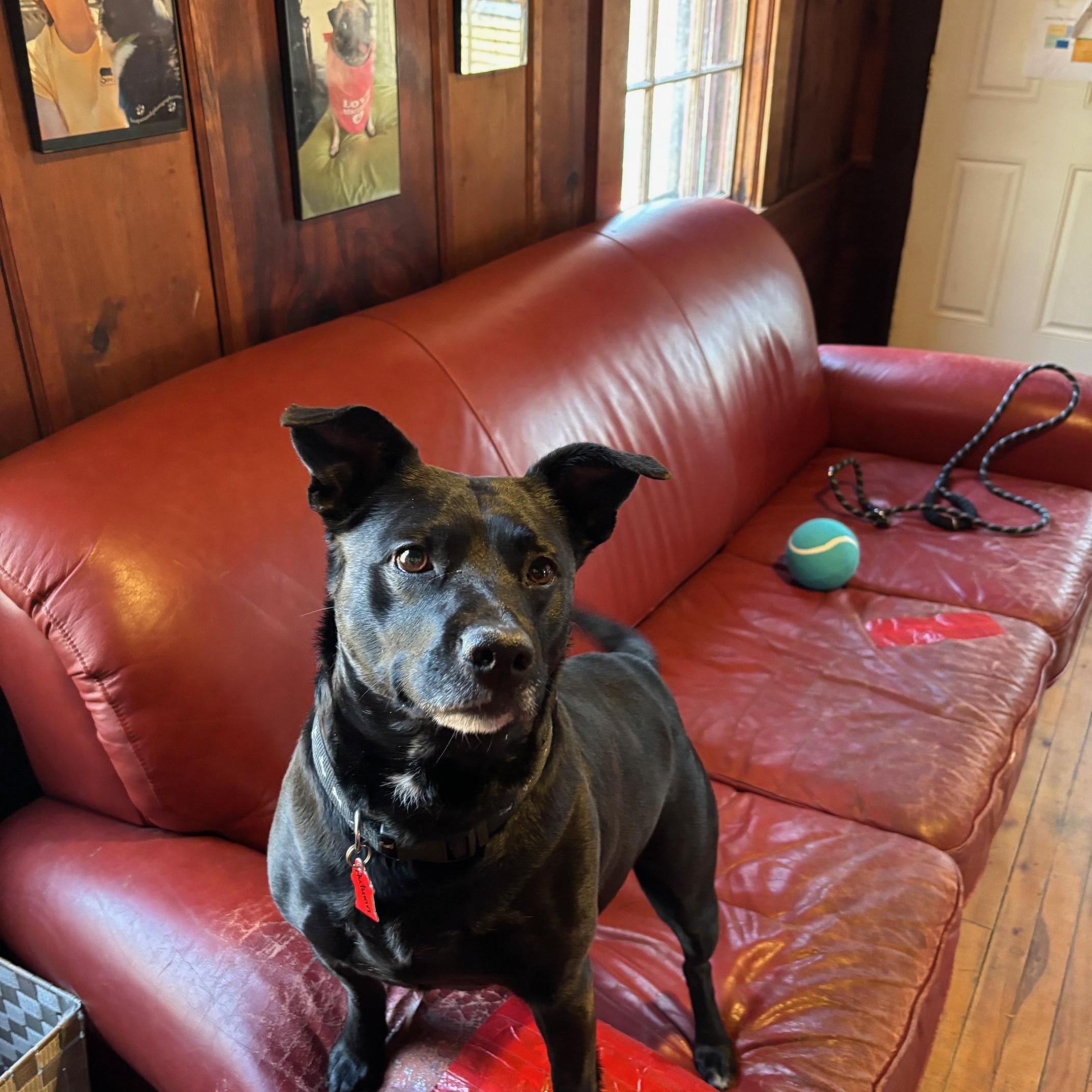 Autumn, ADOPTABLE, Young Female Labrador Retriever.