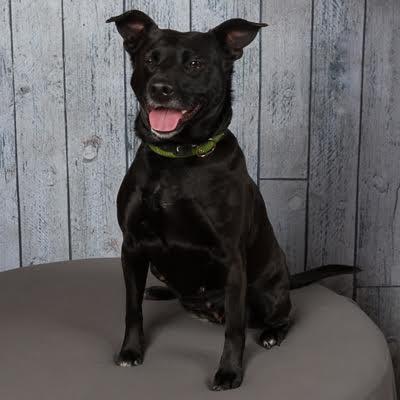 Autumn, ADOPTABLE, Young Female Labrador Retriever.