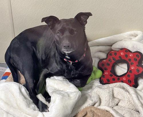 Enlarge Autumn, a ADOPTABLE mixed breed in Sudbury, MA image 2/2