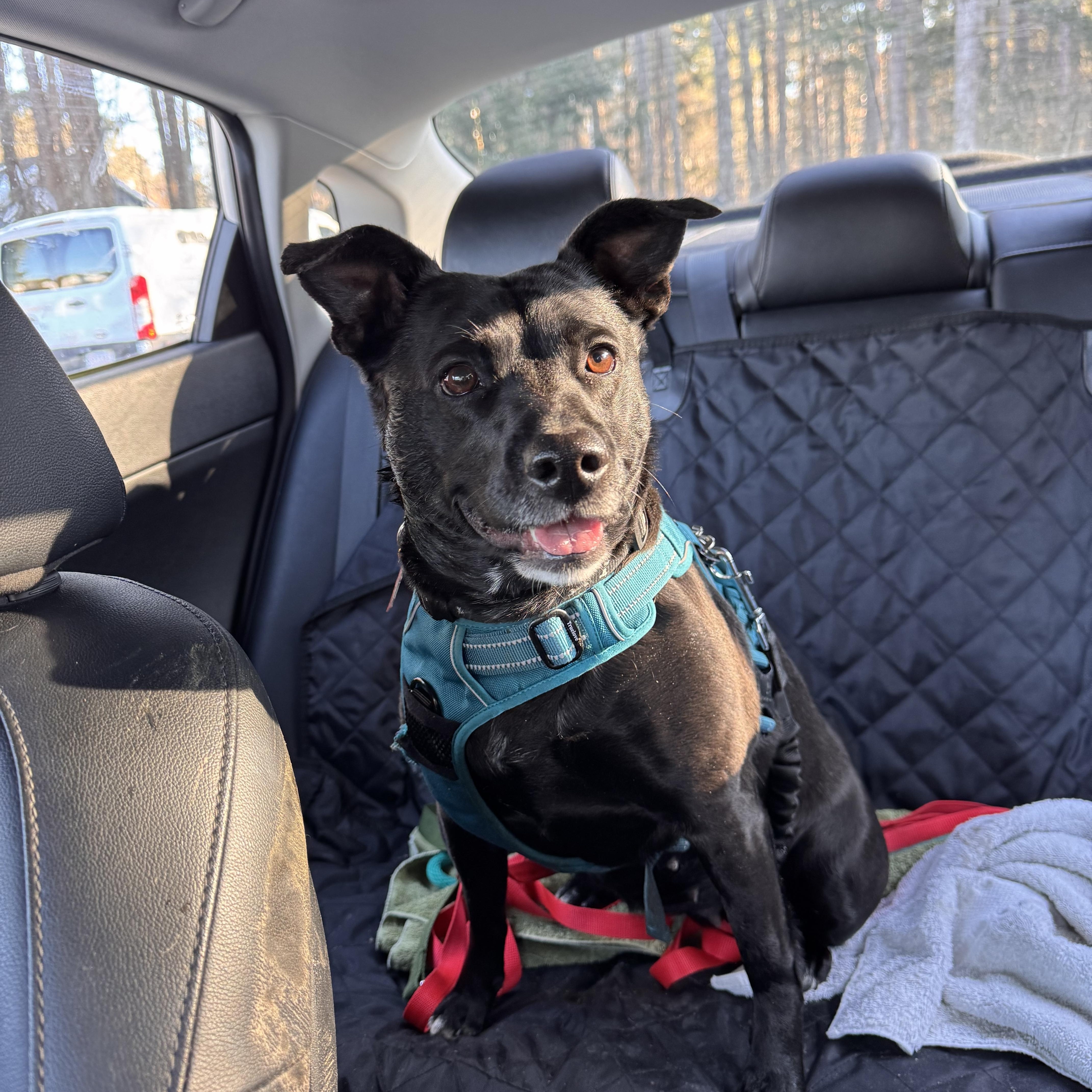 Enlarge Autumn, a ADOPTABLE mixed breed in Sudbury, MA image 2/6