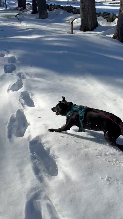 Enlarge Autumn, a ADOPTABLE mixed breed in Sudbury, MA video 6/6