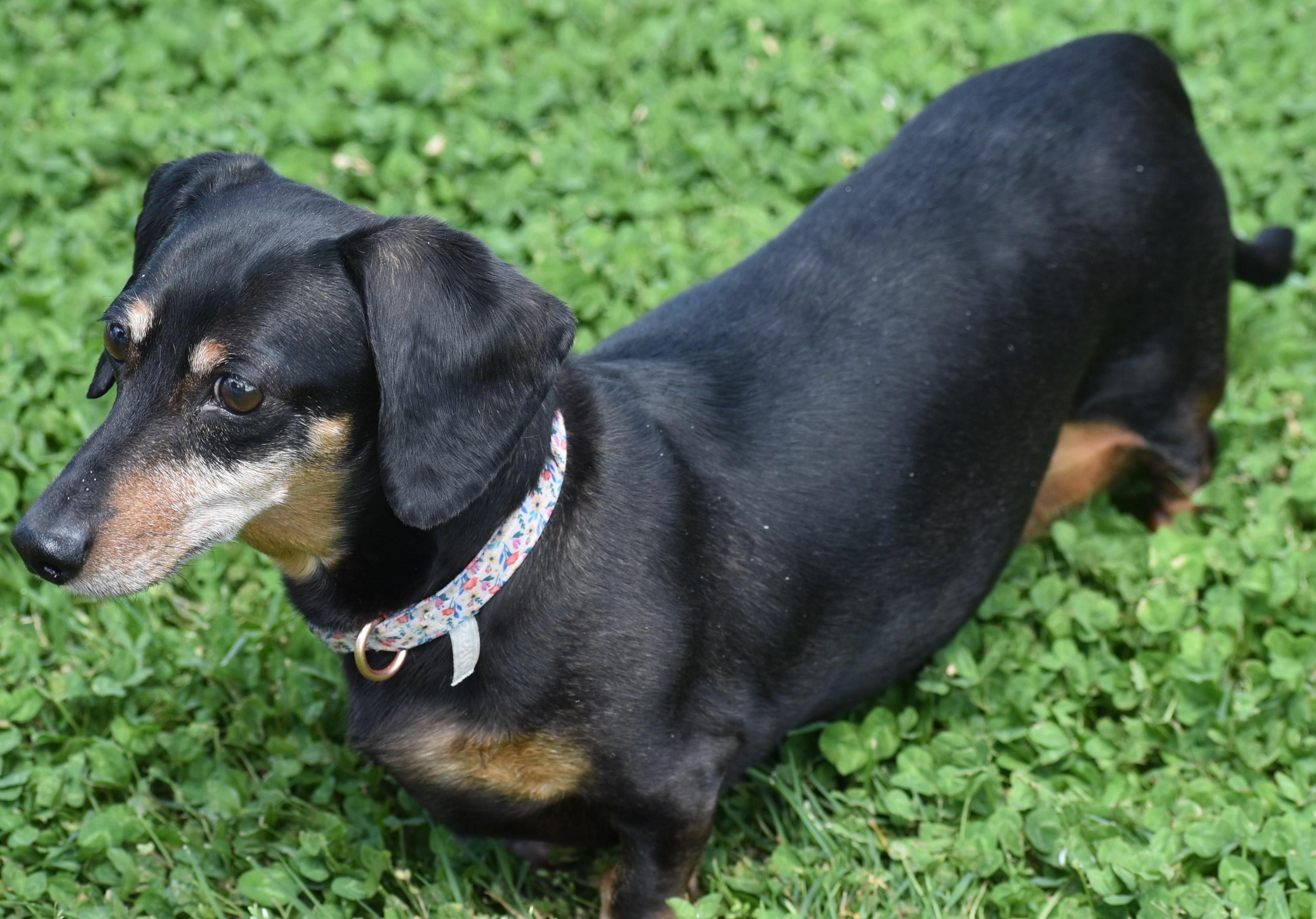 Dixie in TN (looking for a forever foster), a ADOPTABLE Dachshund in Shelbyville, TN image 2/5
