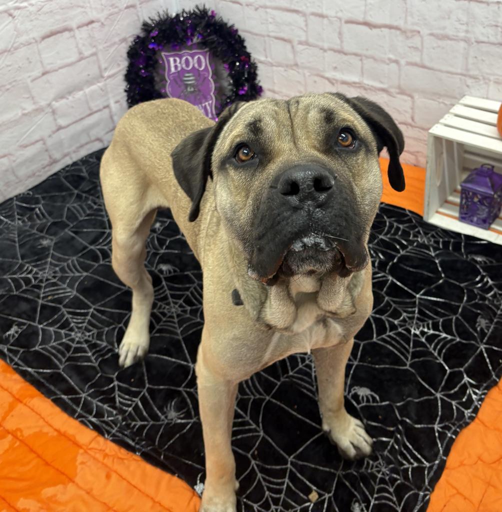 Masiyah, Adoptable, Young Male Mastiff.