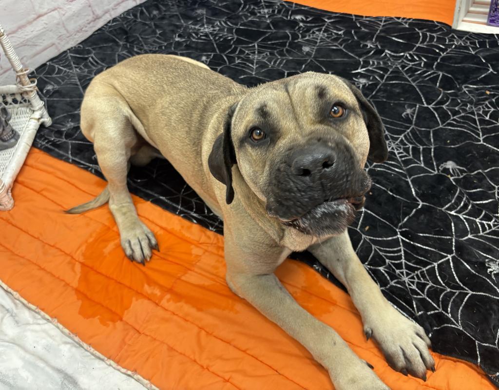 Enlarge Masiyah, a Adoptable Mastiff in Detroit, MI image 2/6