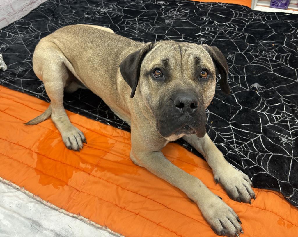 Enlarge Masiyah, a Adoptable Mastiff in Detroit, MI image 3/6