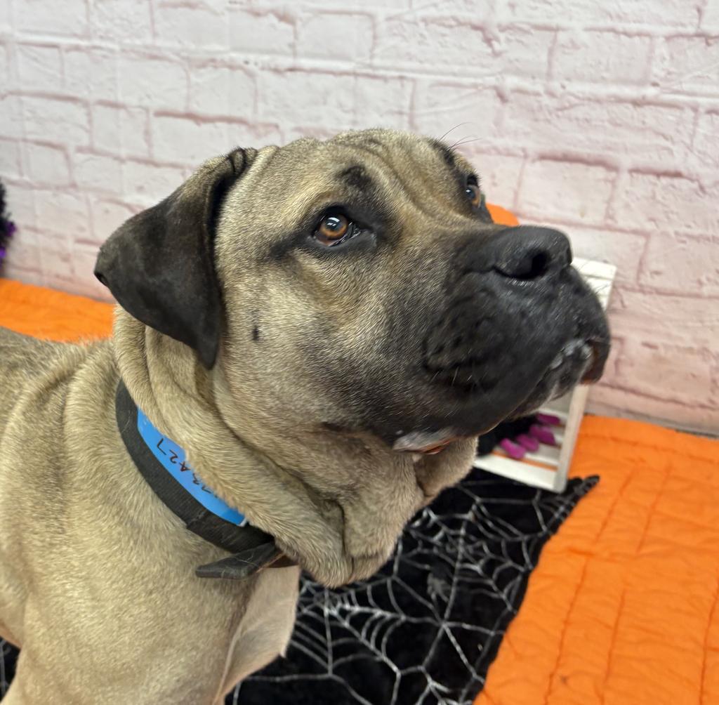 Enlarge Masiyah, a Adoptable Mastiff in Detroit, MI image 4/6