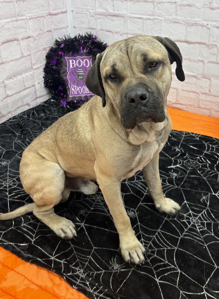 Enlarge Masiyah, a Adoptable Mastiff in Detroit, MI image 5/6
