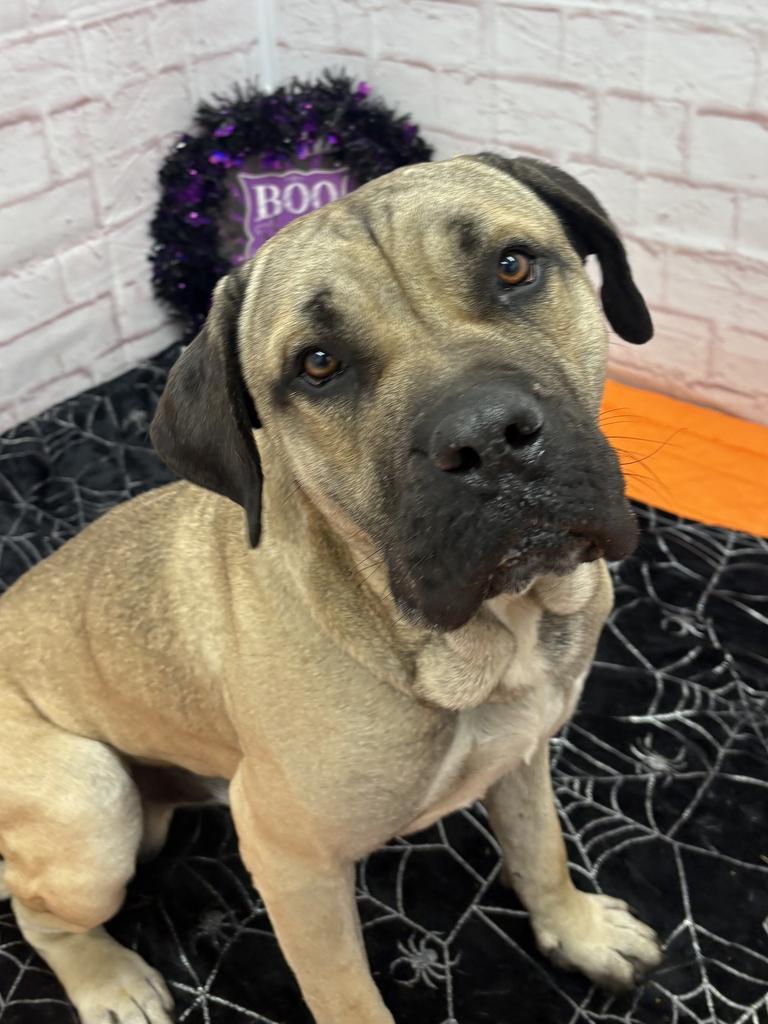 Enlarge Masiyah, a Adoptable Mastiff in Detroit, MI image 6/6