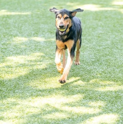 Bodie, Adoptable, Adult Male Rottweiler.