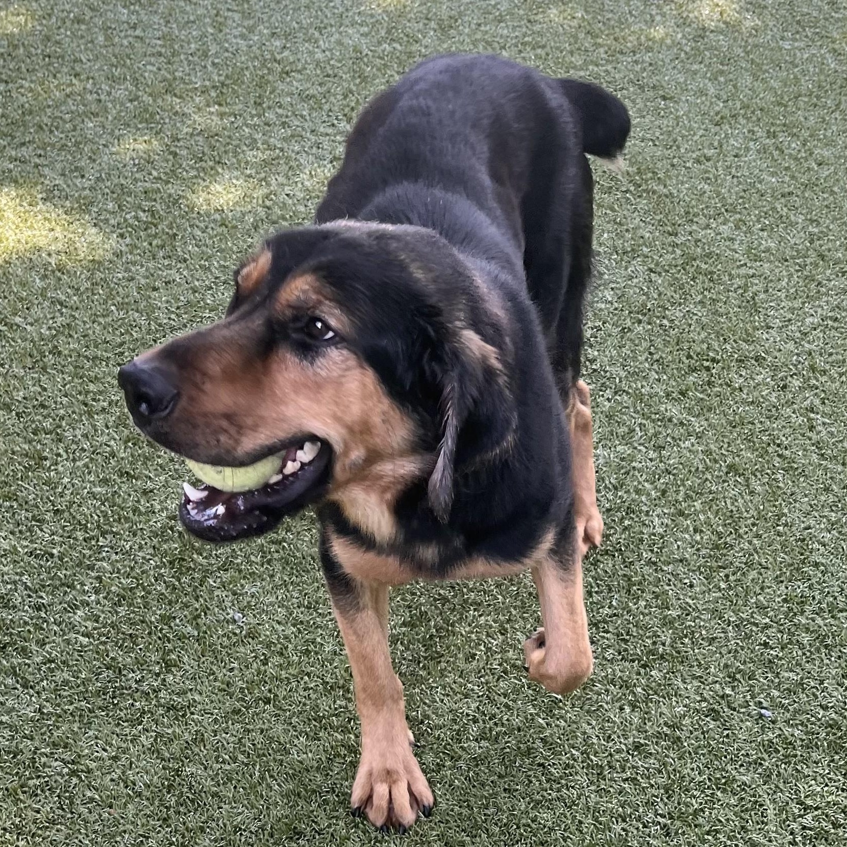 Bodie, Adoptable, Adult Male Rottweiler.