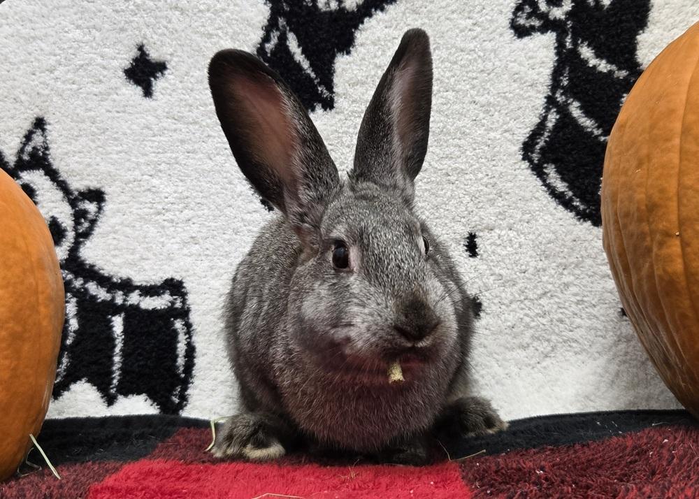 Squiggle, Adoptable, Young Female Bunny Rabbit.