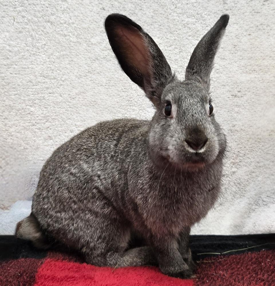 Enlarge Squiggle, a Adoptable Bunny Rabbit in Westford, MA image 2/6