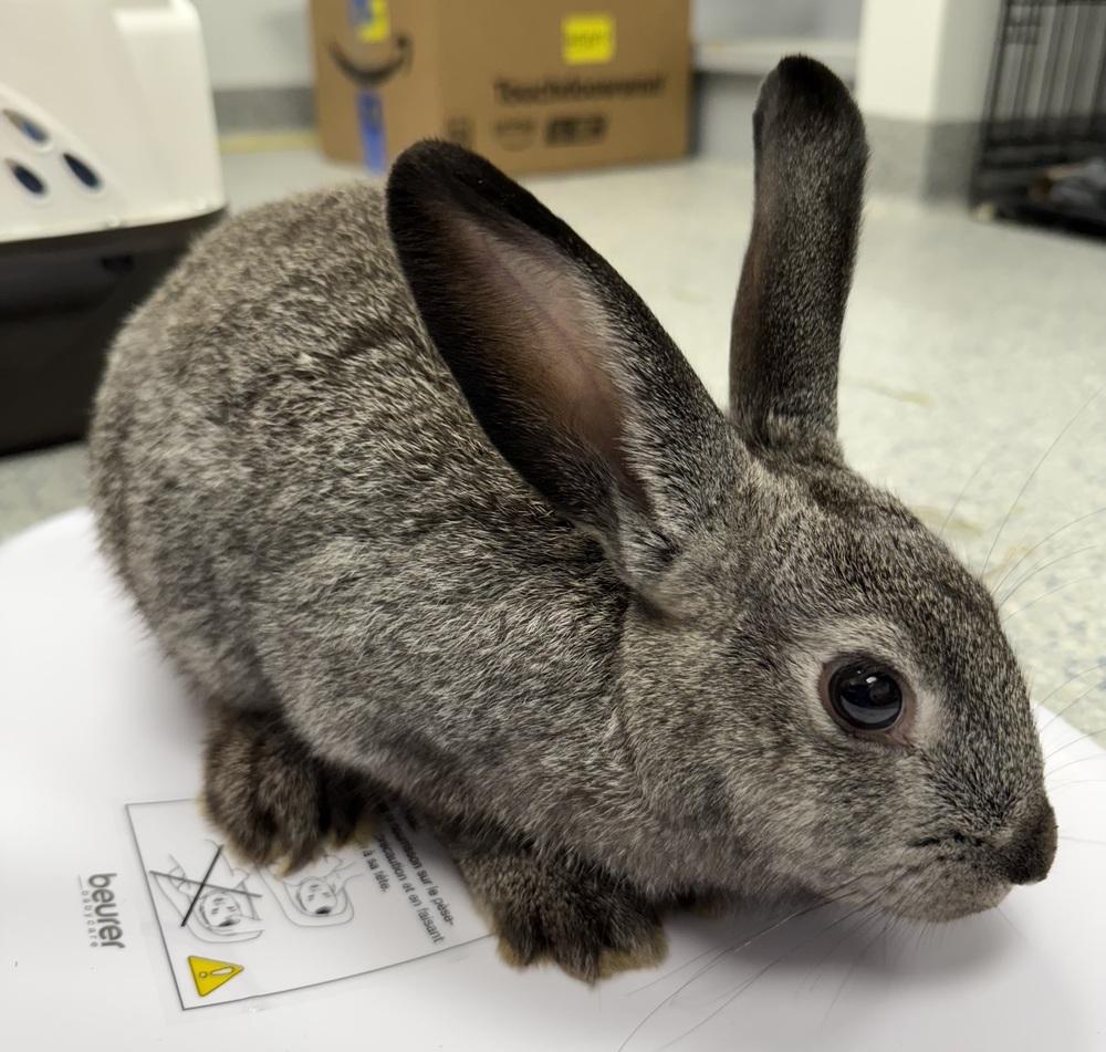 Enlarge Squiggle, a Adoptable Bunny Rabbit in Westford, MA image 3/6