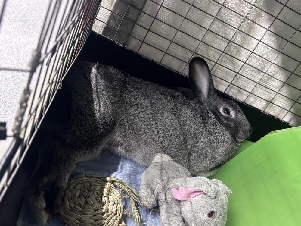 Enlarge Squiggle, a Adoptable Bunny Rabbit in Westford, MA image 4/6