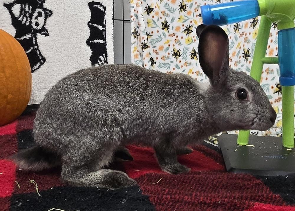 Enlarge Squiggle, a Adoptable Bunny Rabbit in Westford, MA image 5/6