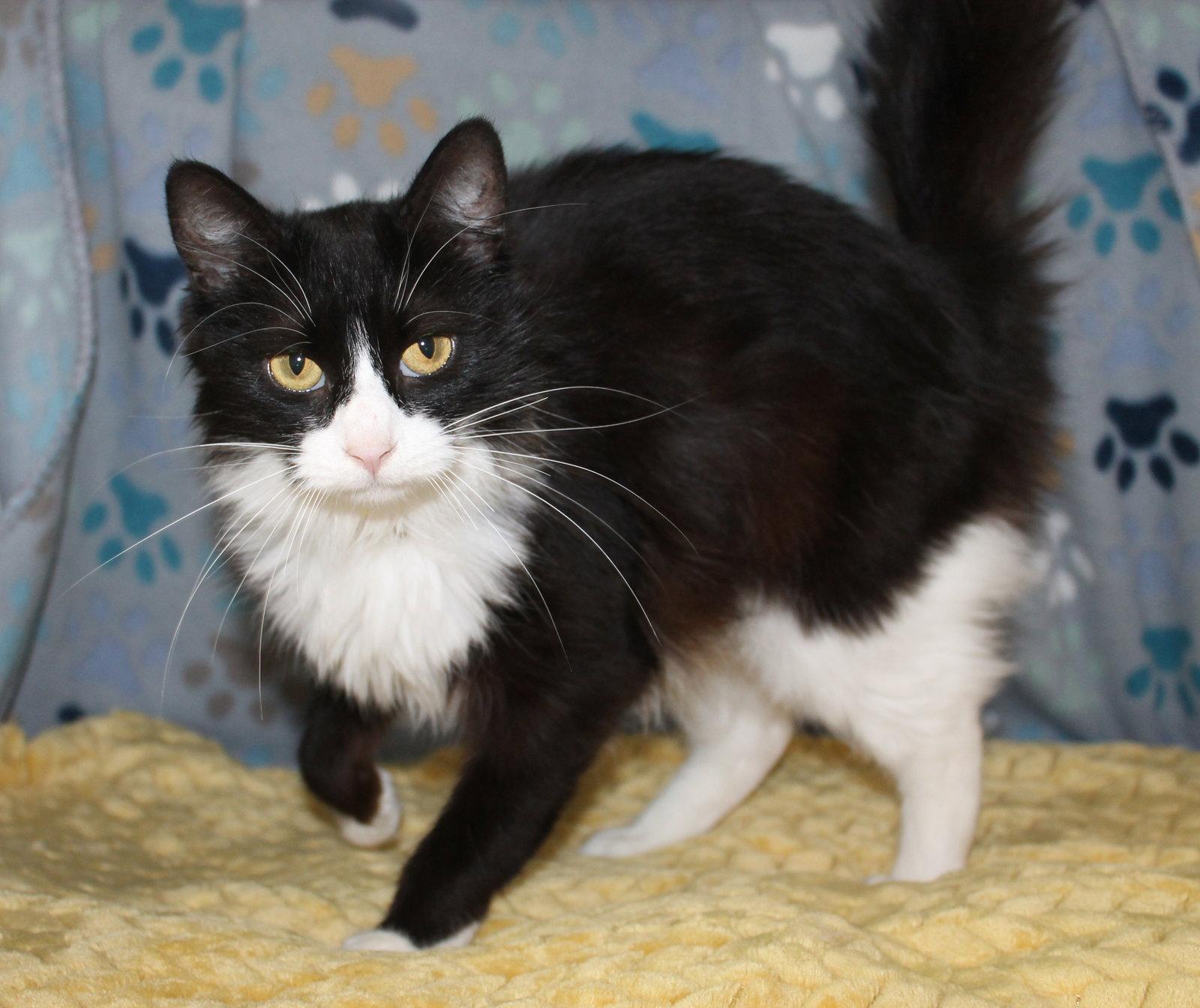 Enlarge River - 43381, a Adopted Domestic Long Hair in Prattville, AL image 1/3