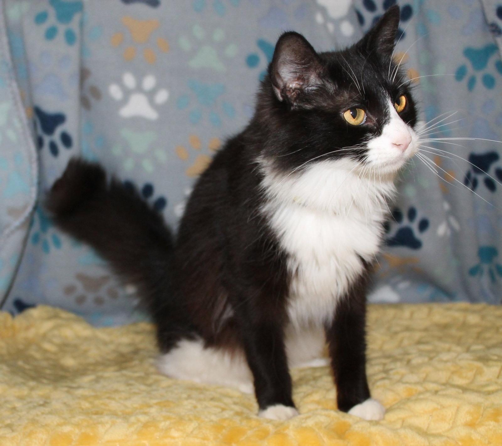 Enlarge River - 43381, a Adopted Domestic Long Hair in Prattville, AL image 2/3