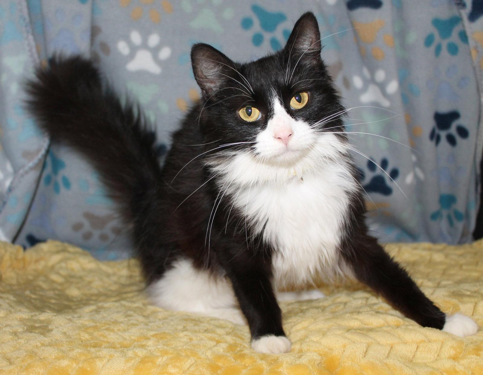 Enlarge River - 43381, a Adopted Domestic Long Hair in Prattville, AL image 3/3
