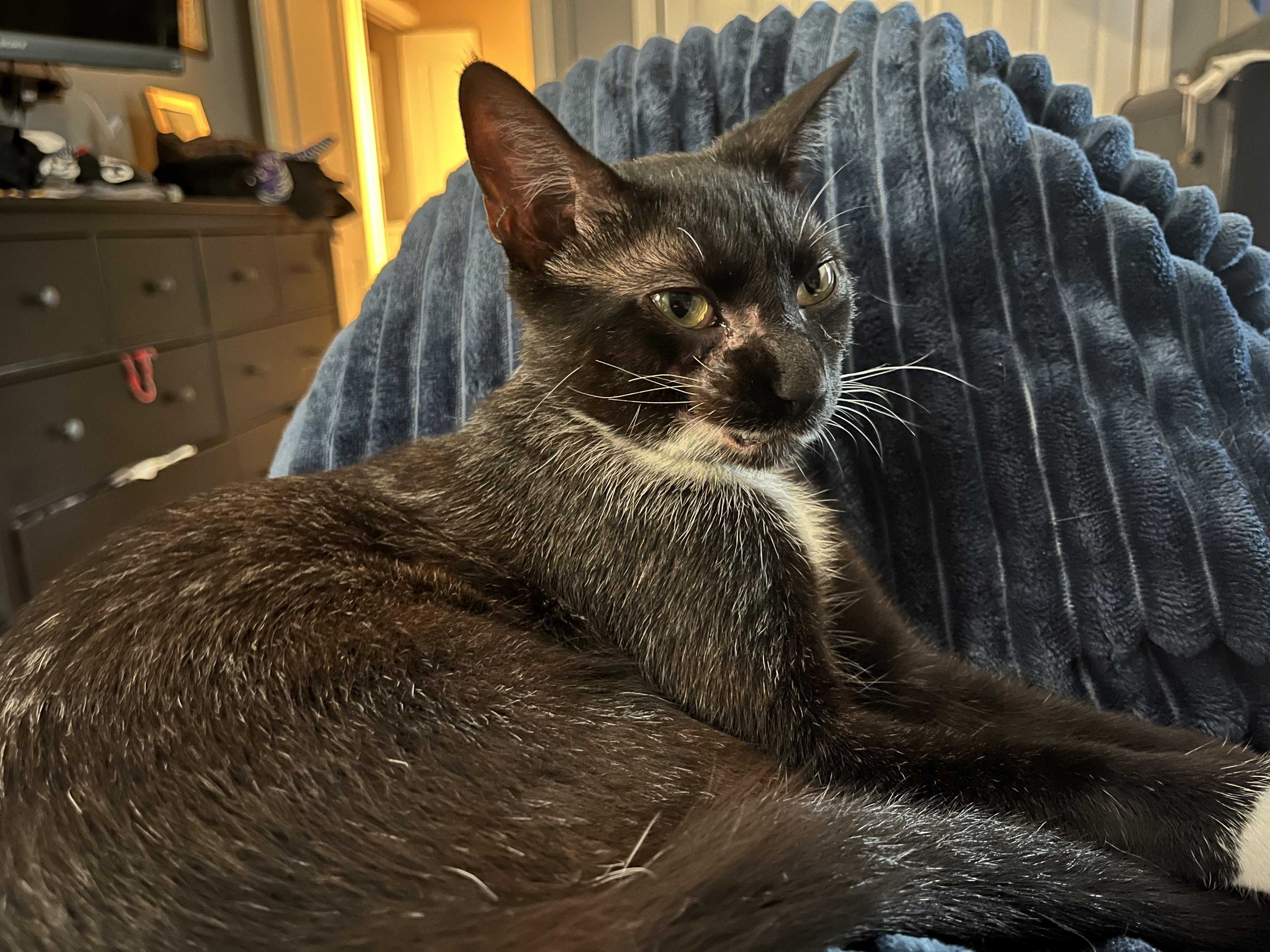 Liza, Adoptable, Kitten Female Domestic Short Hair.