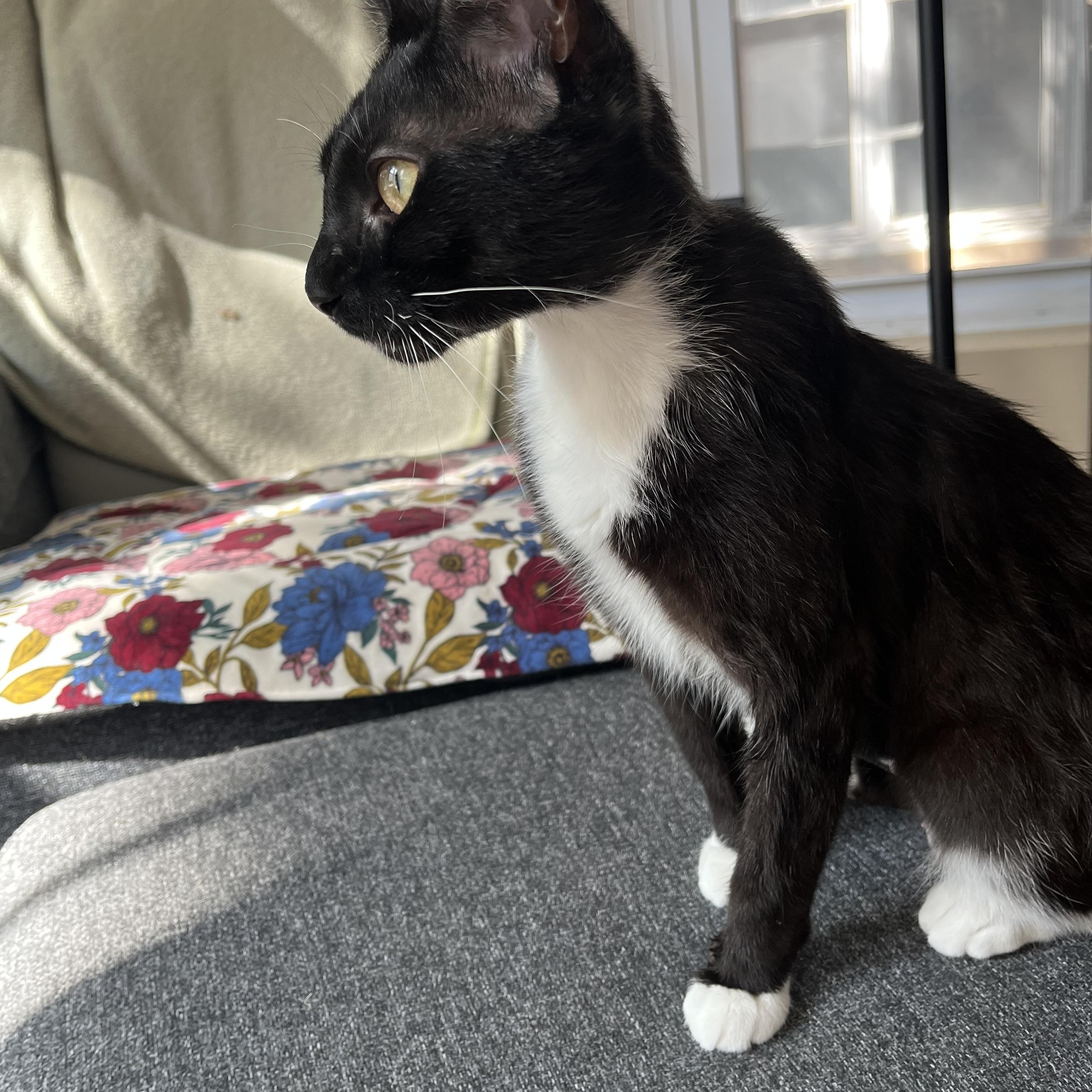 Enlarge Liza, a Adoptable Domestic Short Hair in Evanston, IL image 3/3