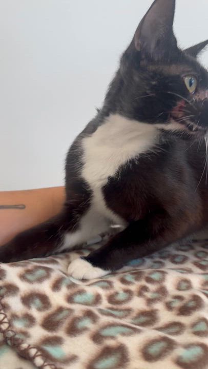 Enlarge Liza, a Adoptable Domestic Short Hair in Evanston, IL video 1/3