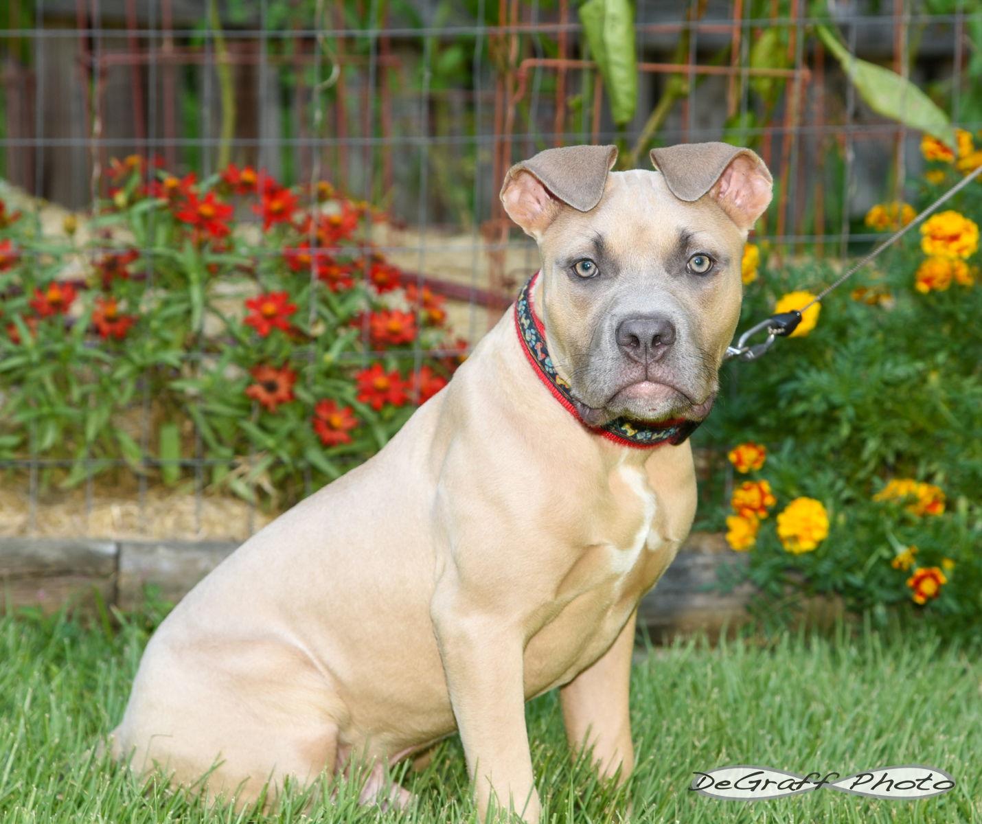 Enlarge Lobster, a Adoptable mixed breed in Pittsboro, NC image 1/3