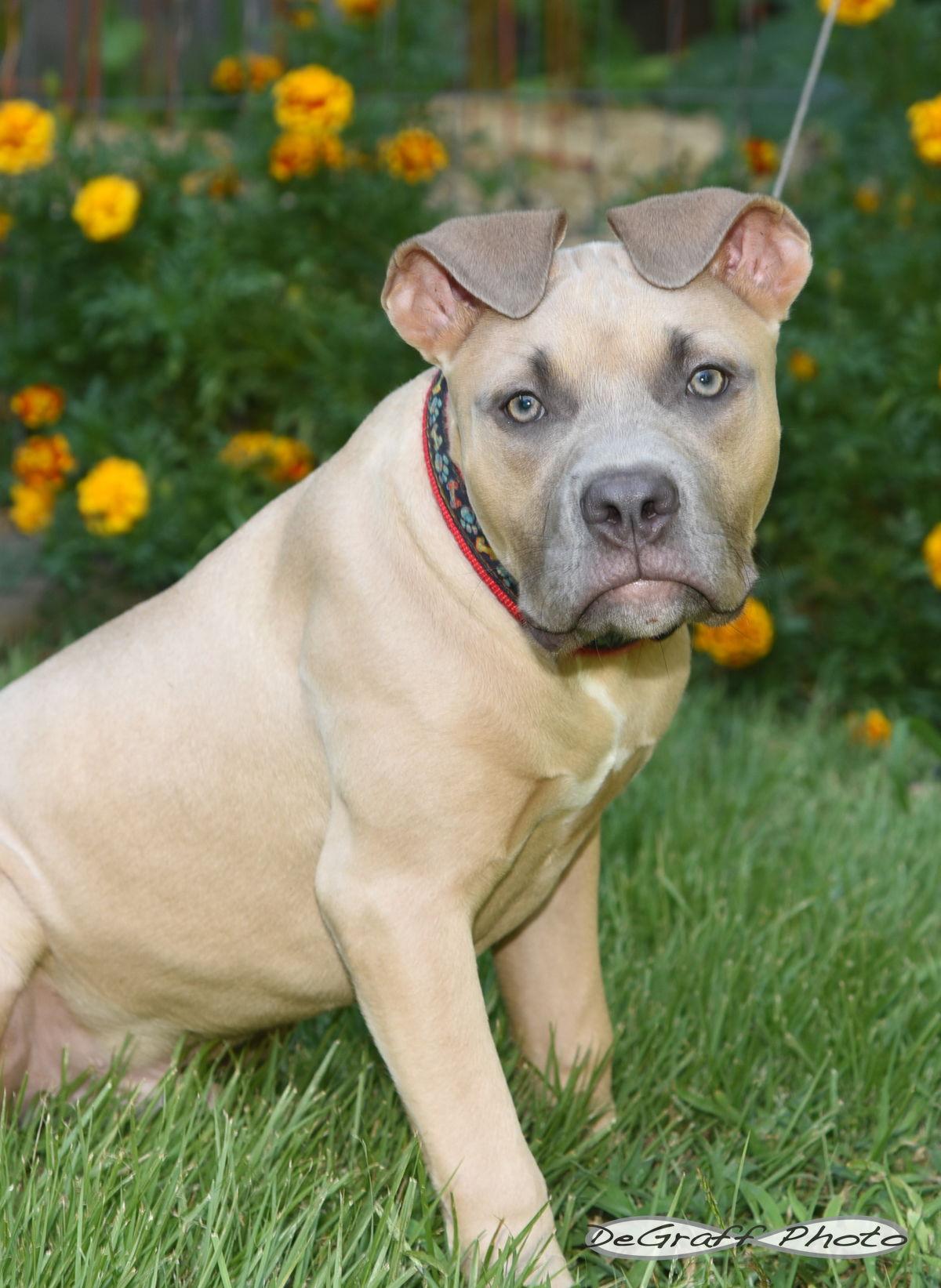 Enlarge Lobster, a Adoptable mixed breed in Pittsboro, NC image 2/3
