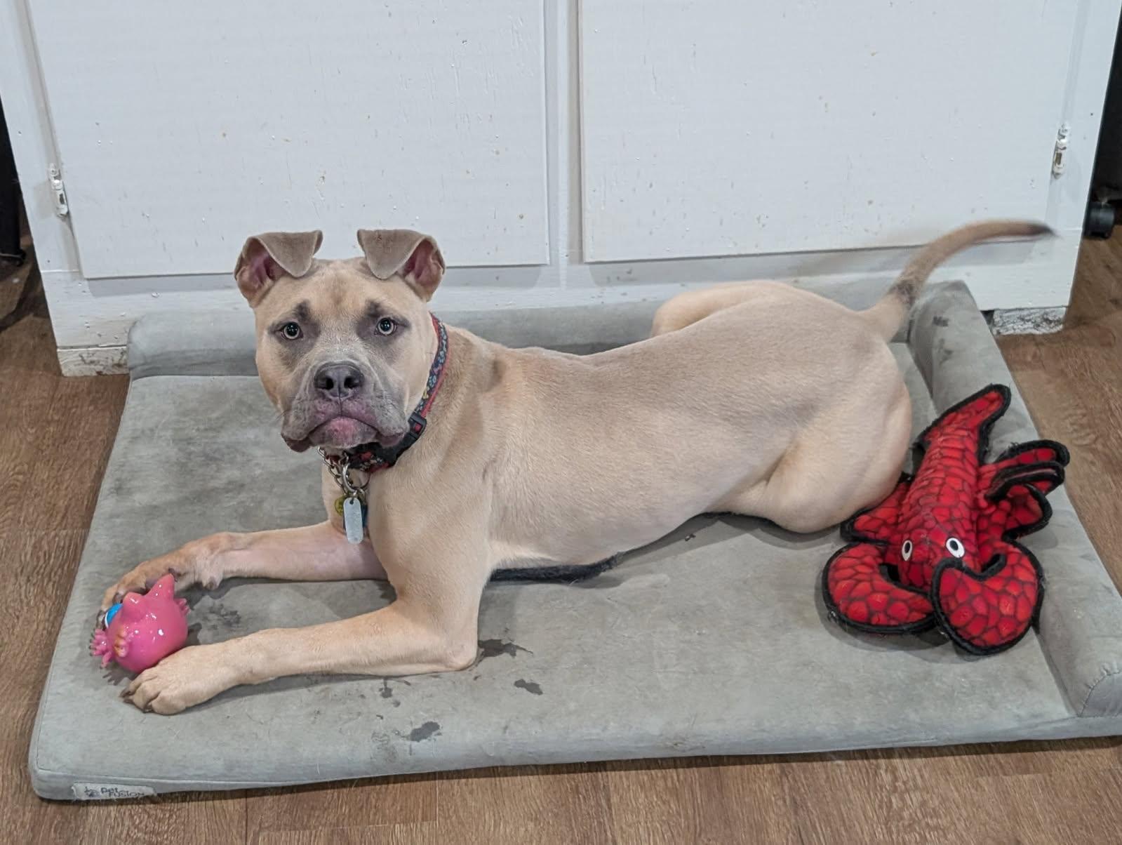 Enlarge Lobster, a Adoptable mixed breed in Pittsboro, NC image 2/3