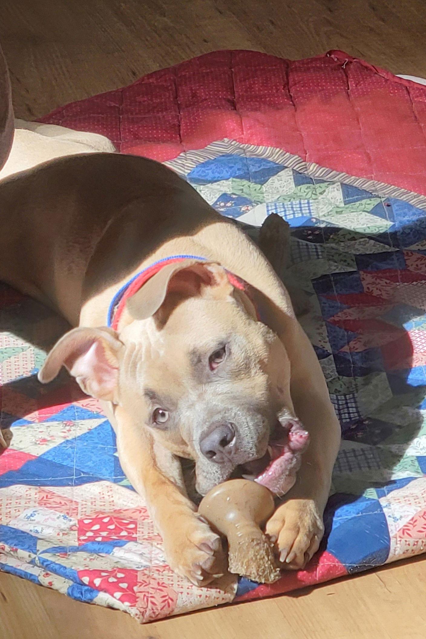 Enlarge Lobster, a Adoptable mixed breed in Pittsboro, NC image 3/3
