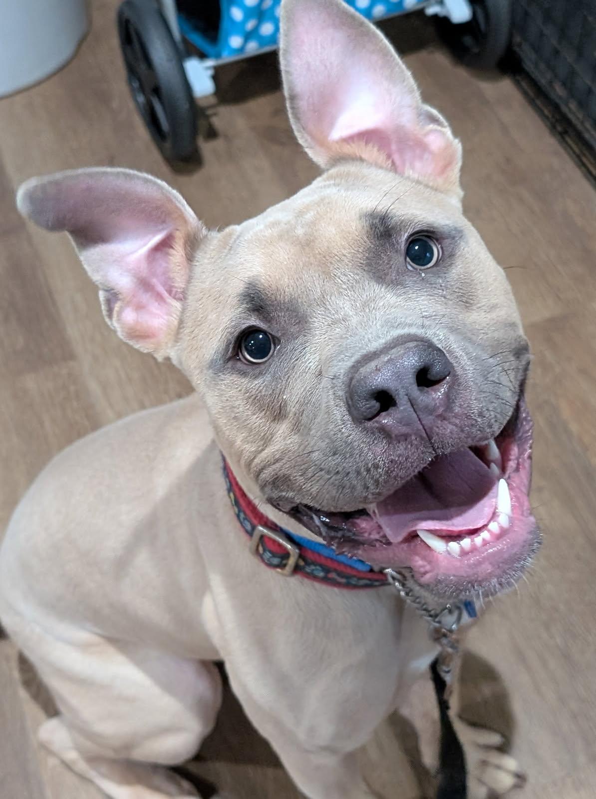 Lobster, Adoptable, Young Male Boxer & Pit Bull Terrier.