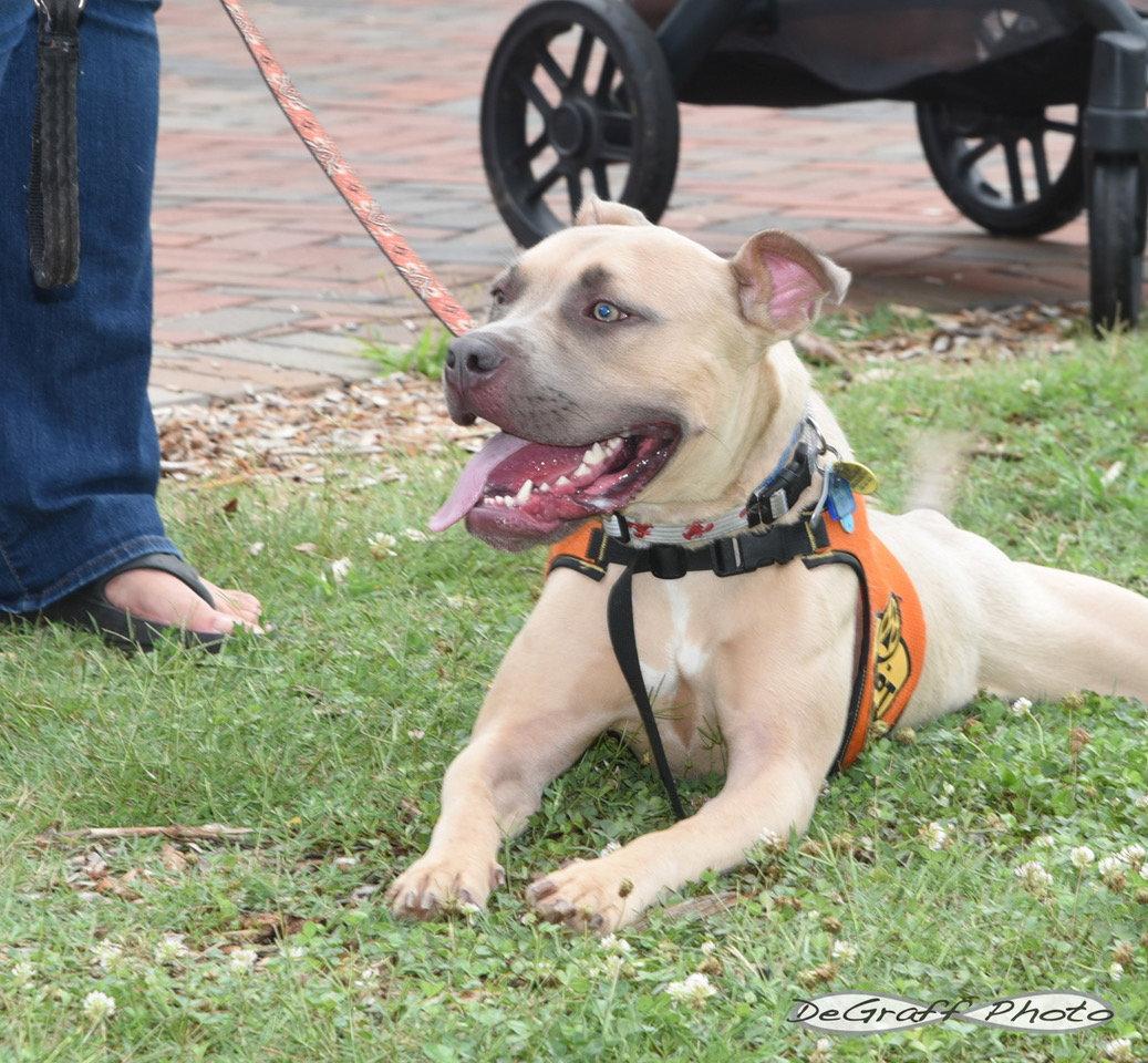 Enlarge Lobster, a Adoptable mixed breed in Pittsboro, NC image 3/3