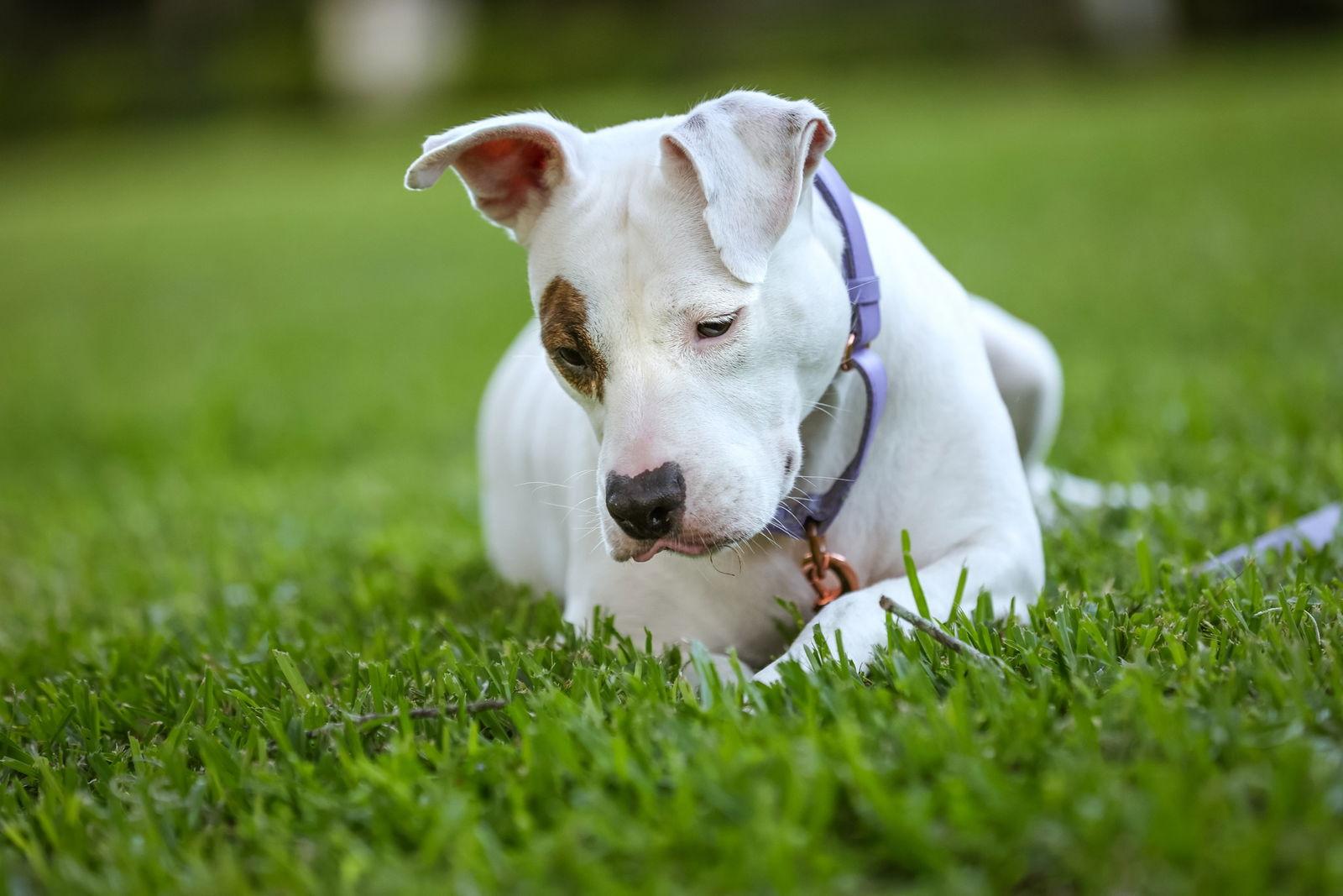 June Bug, a Adoptable Mixed Breed in Gainesville, FL image 1/3