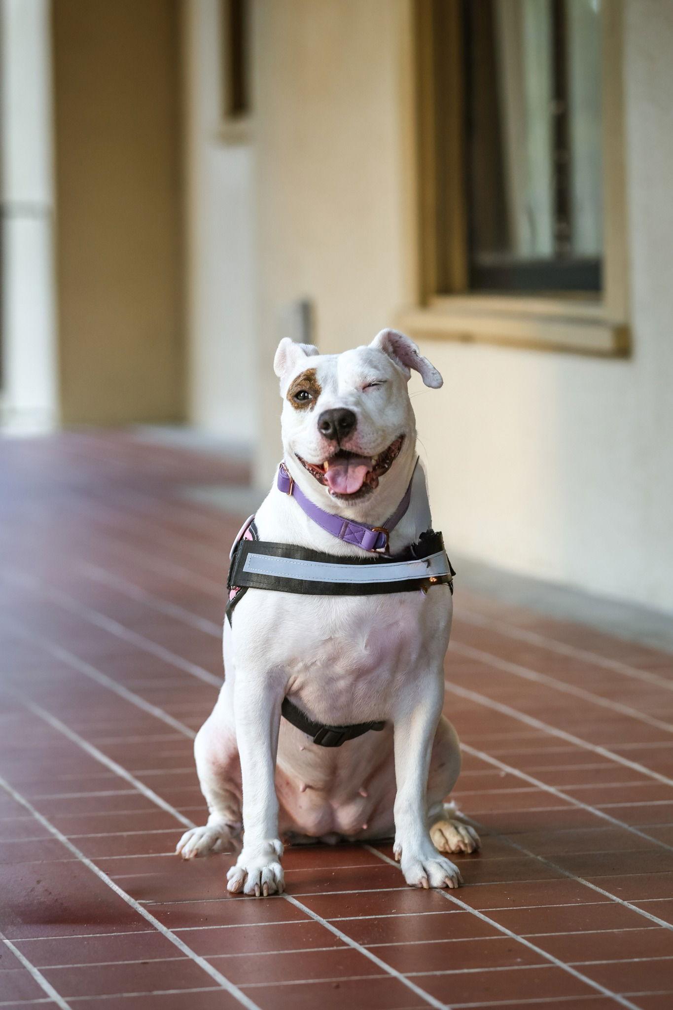 June Bug, a Adoptable Mixed Breed in Gainesville, FL image 3/3