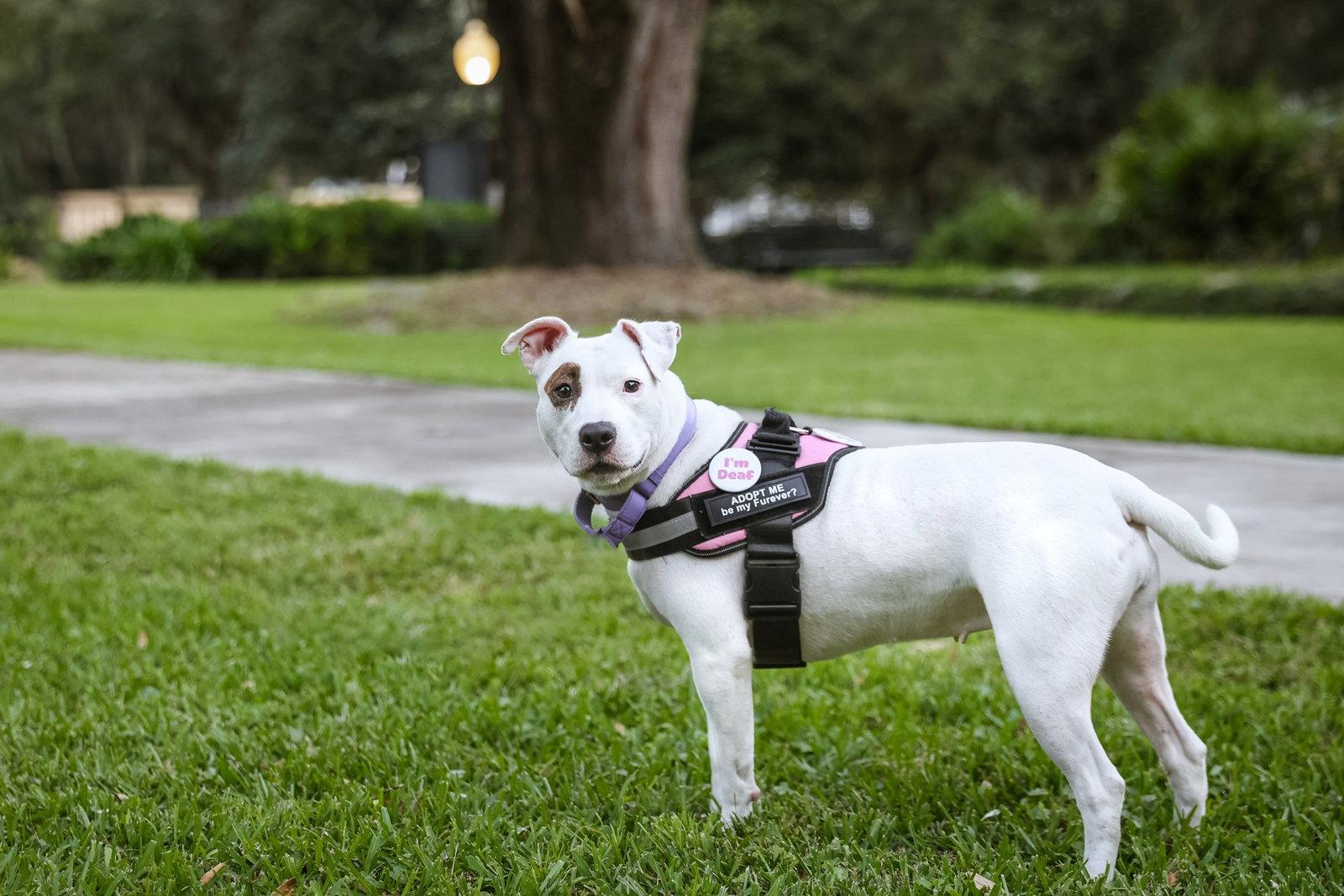 Enlarge June Bug, a Adoptable Mixed Breed in Gainesville, FL image 3/3