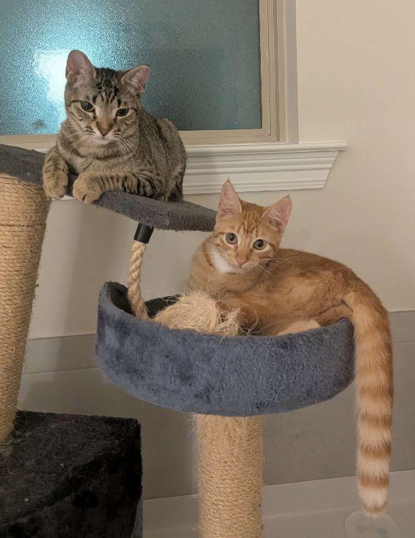 Enlarge Chicken Nugget, an adopted Domestic Short Hair in Lafayette, LA image 4/5