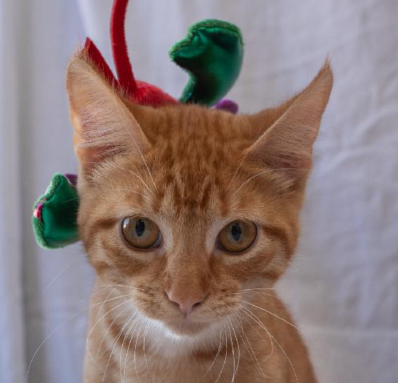 Enlarge Chicken Nugget, an adopted Domestic Short Hair in Lafayette, LA image 1/5