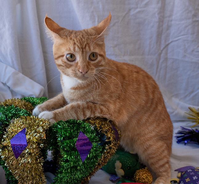 Enlarge Chicken Nugget, an adopted Domestic Short Hair in Lafayette, LA image 2/5