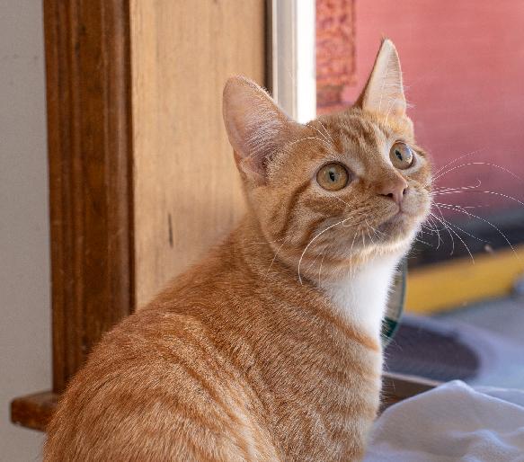 Enlarge Chicken Nugget, an adopted Domestic Short Hair in Lafayette, LA image 3/5