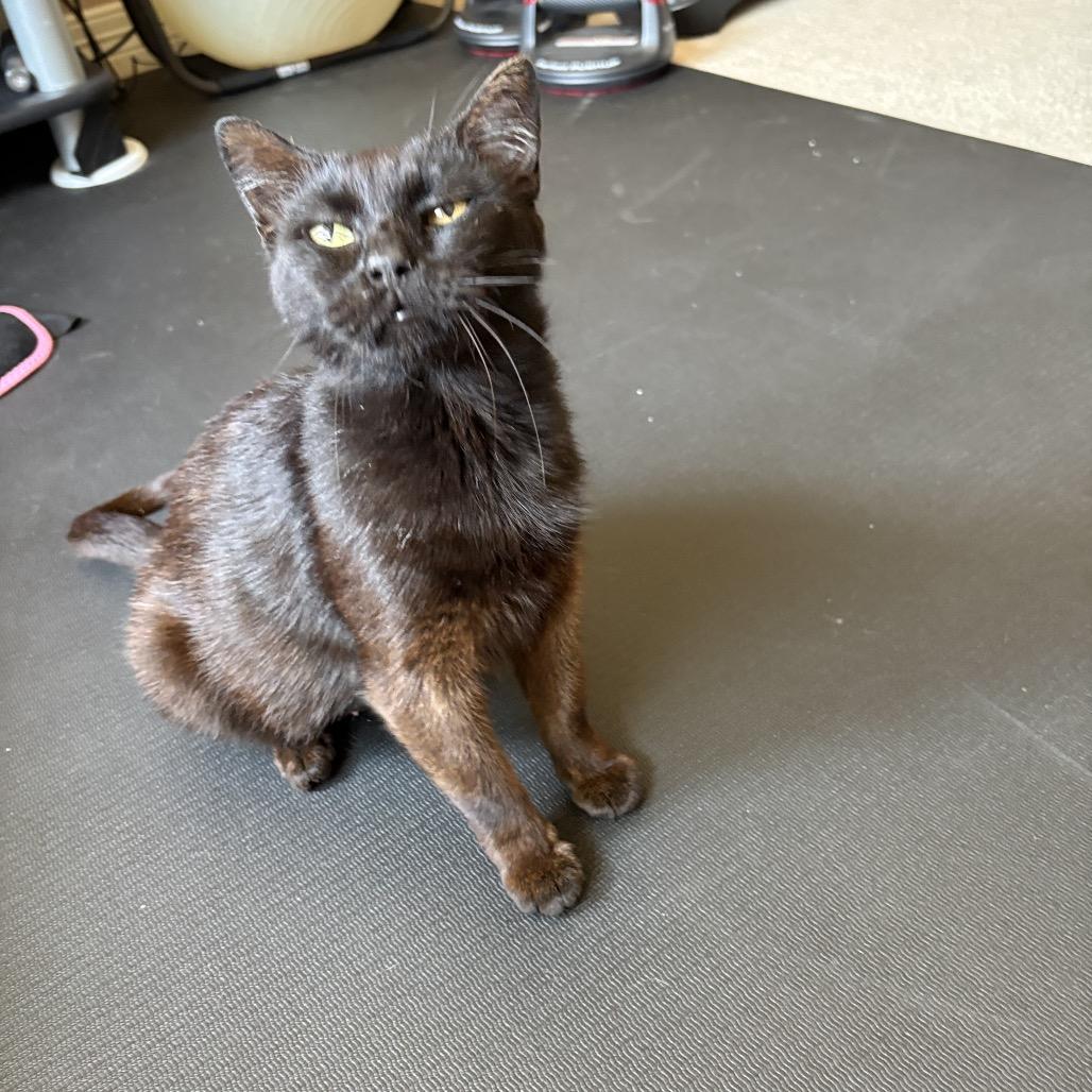 Shelby, Adoptable, Adult Female Domestic Short Hair.