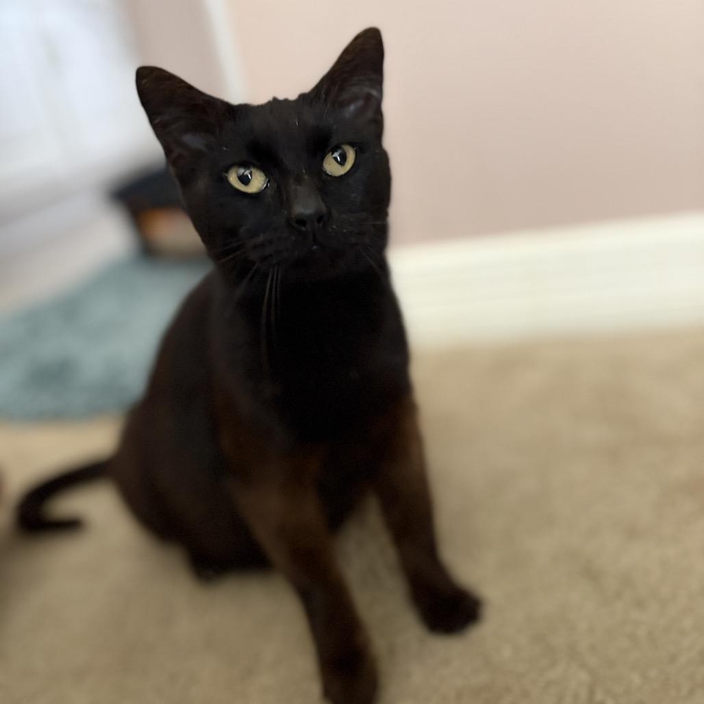 Enlarge Shelby, a Adoptable Domestic Short Hair in League City, TX image 2/4