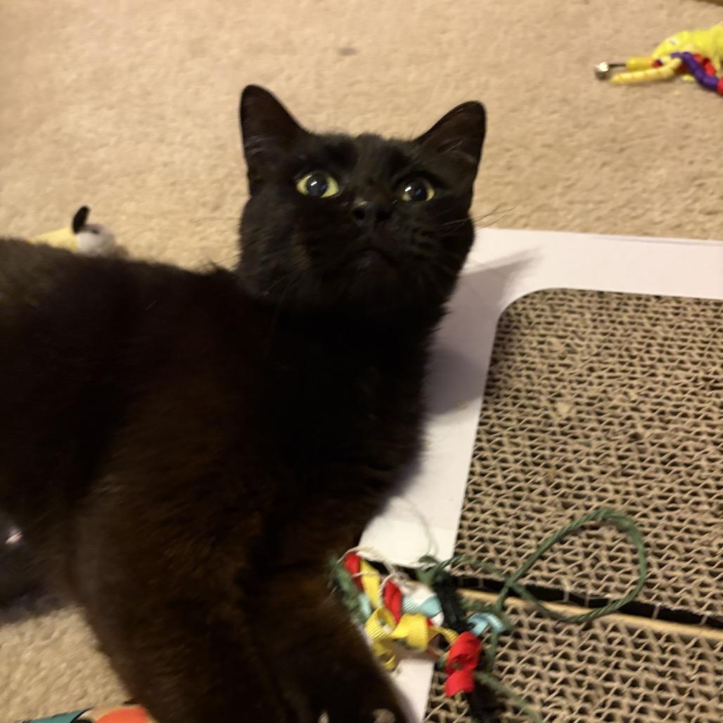 Enlarge Shelby, a Adoptable Domestic Short Hair in League City, TX image 3/4