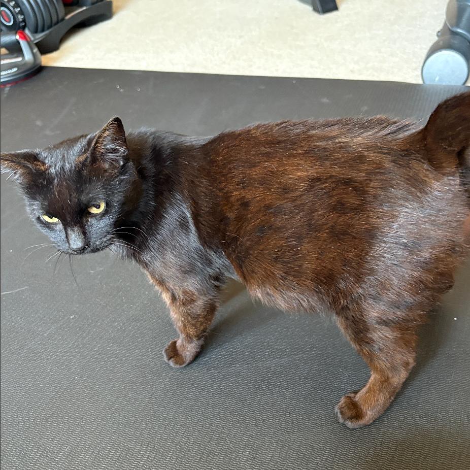 Enlarge Shelby, a Adoptable Domestic Short Hair in League City, TX image 4/4