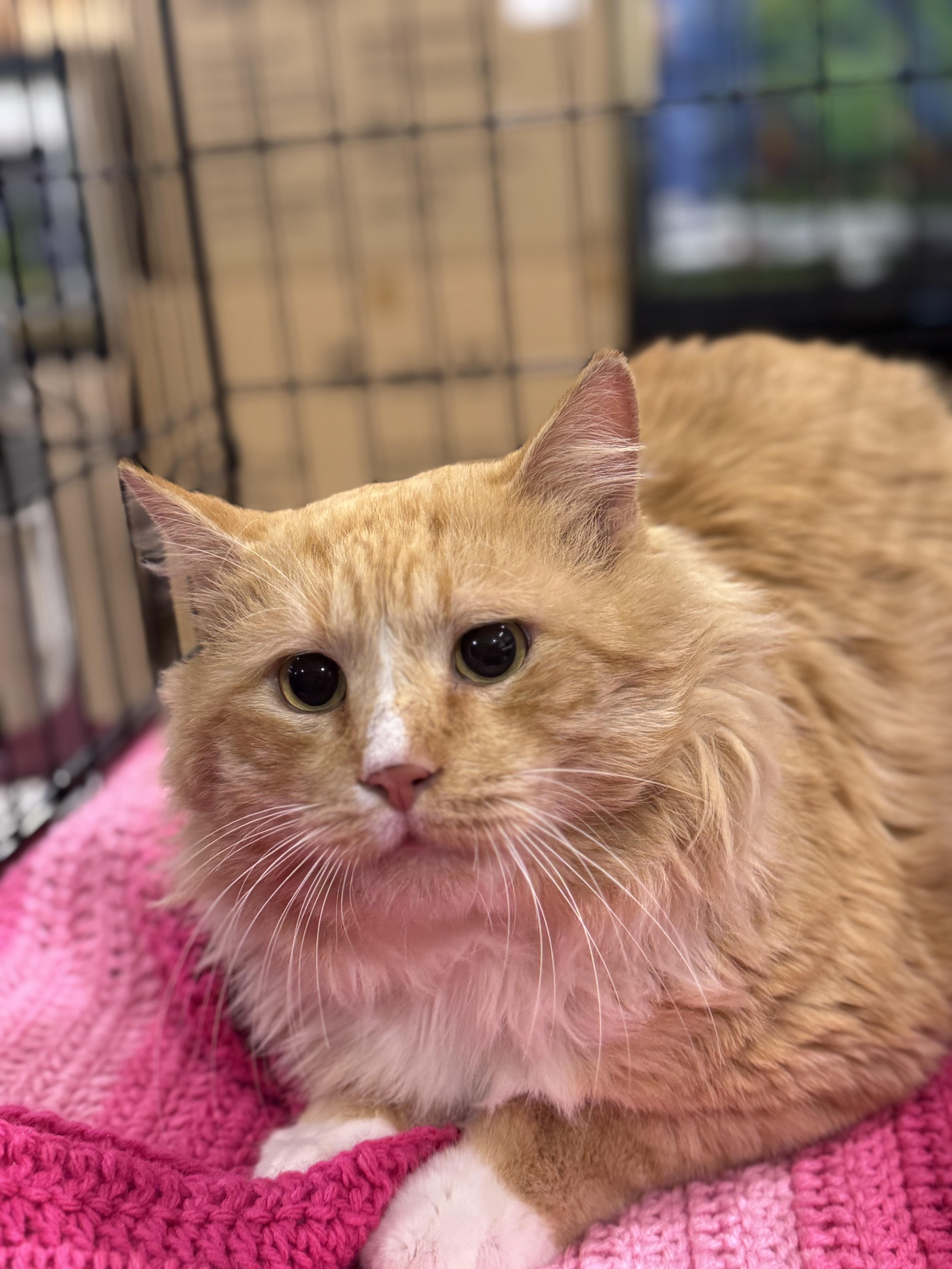 Enlarge Romeo, a Adopted Maine Coon in Tracy, CA image 3/3