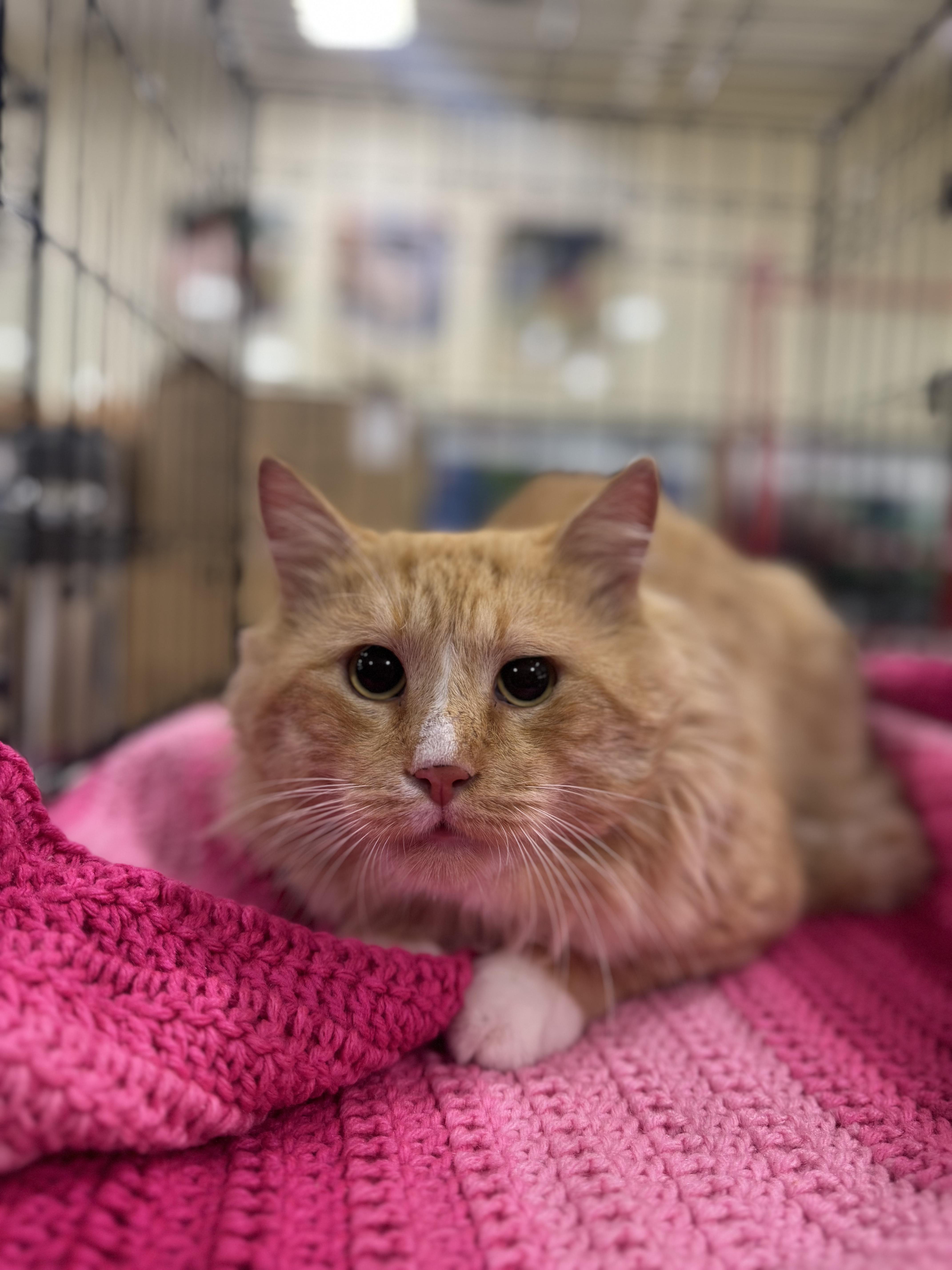 Enlarge Romeo, a Adopted Maine Coon in Tracy, CA image 2/3
