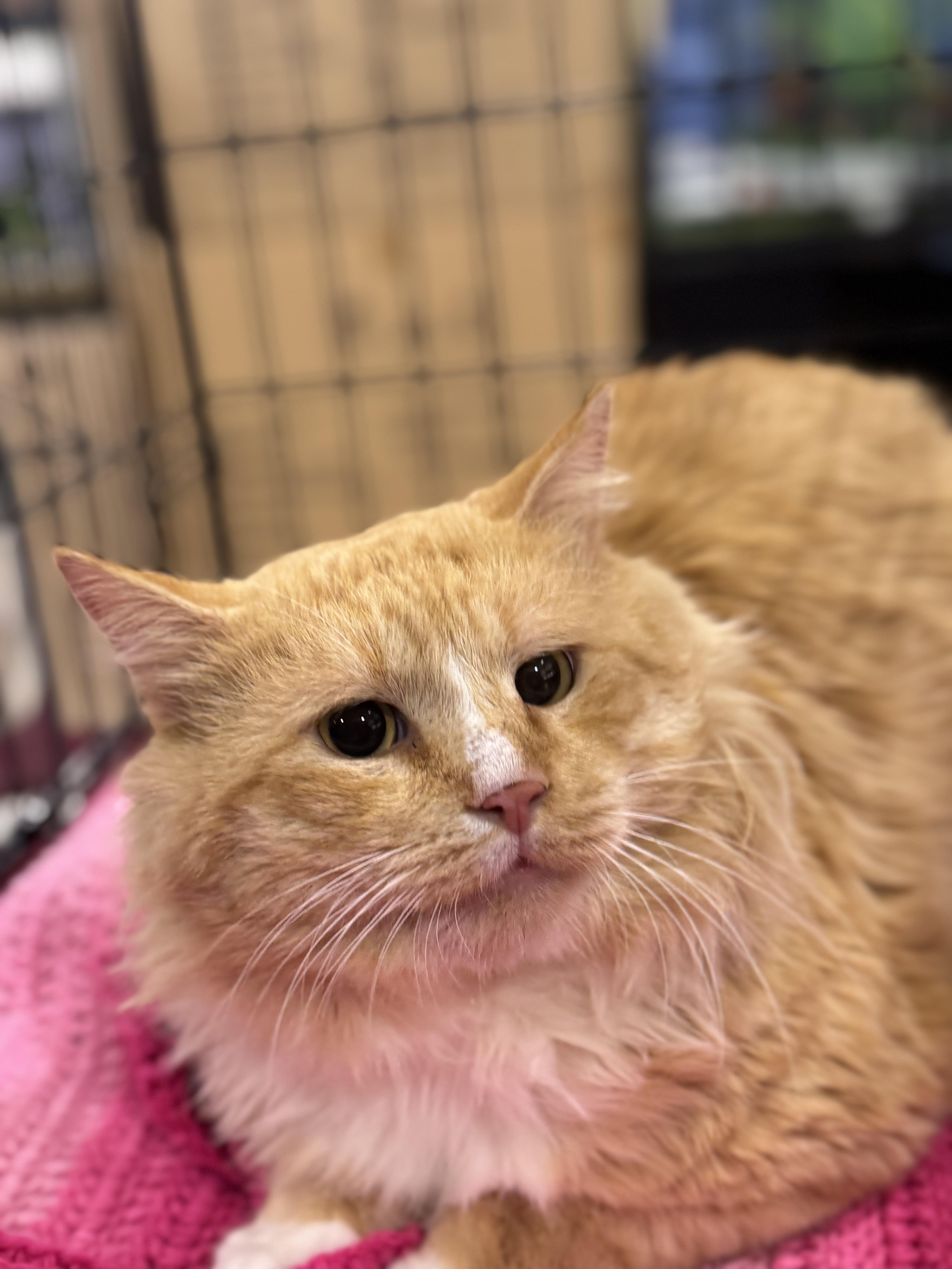 Romeo, Adopted, Adult Male Maine Coon.